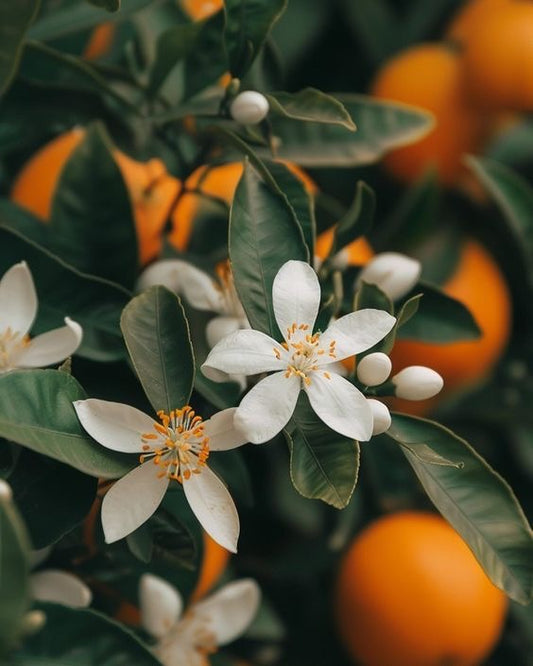 Mini tablette parfum : fleur d’oranger